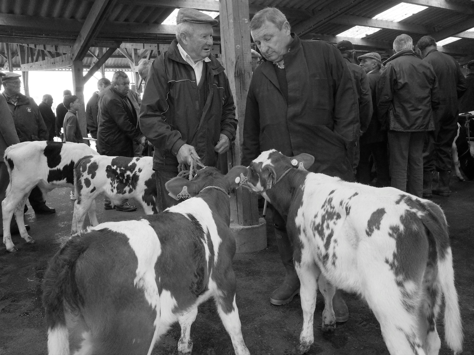 Foires aux bestiaux dans la Manche (1)