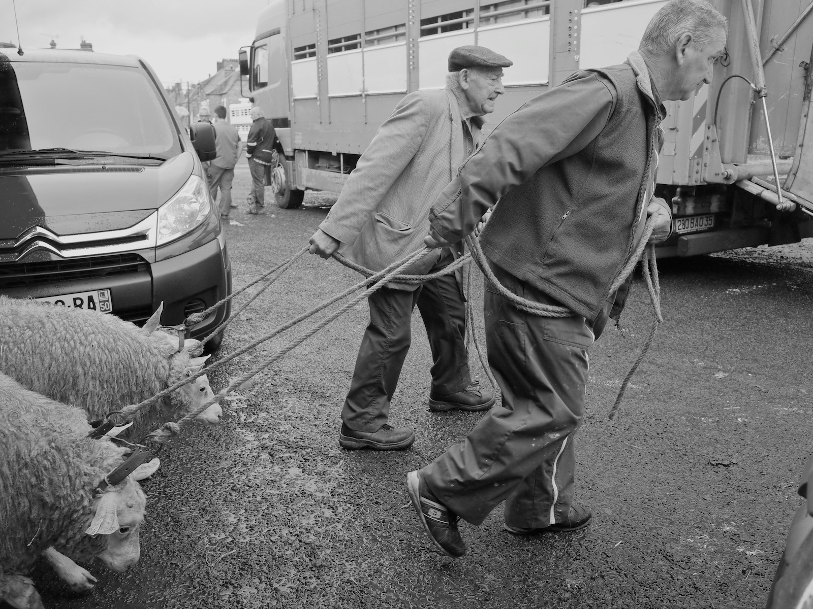 Semaine « Foire aux bestiaux de la Manche »