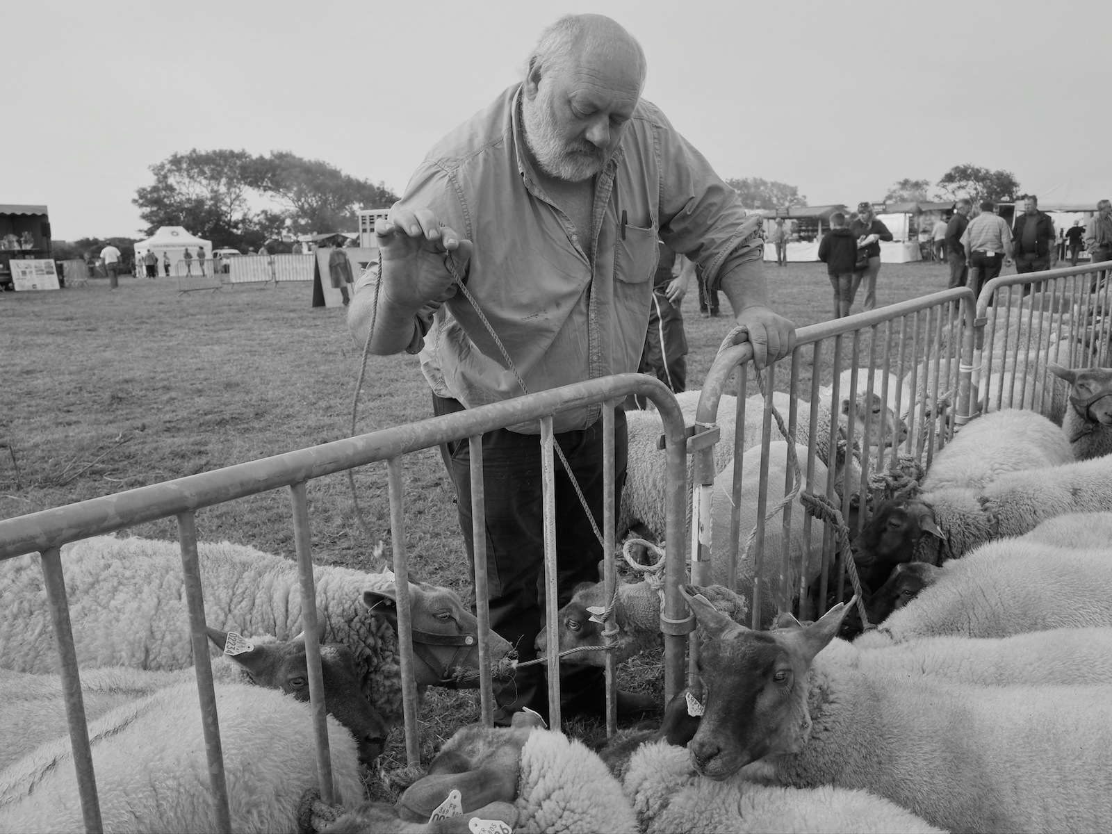 Foires aux bestiaux dans la Manche (5)