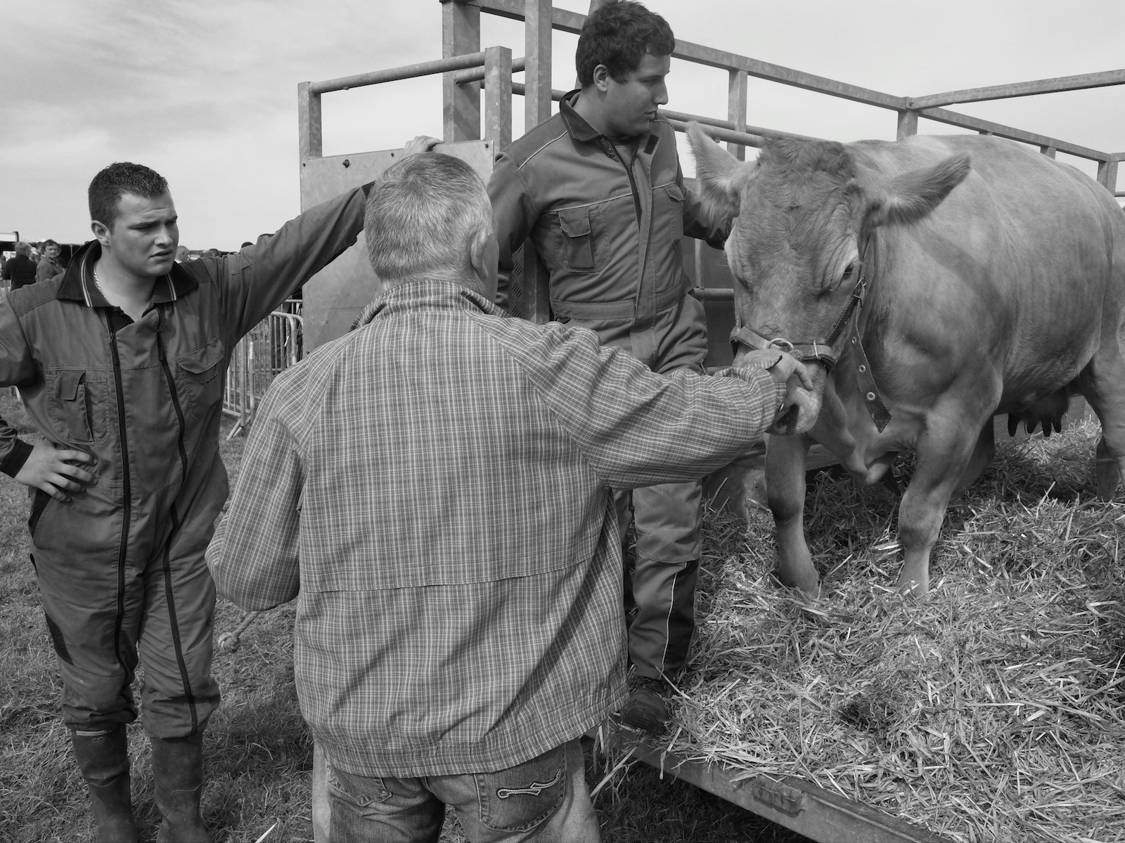 Foire aux bestiaux dans la Manche (6)
