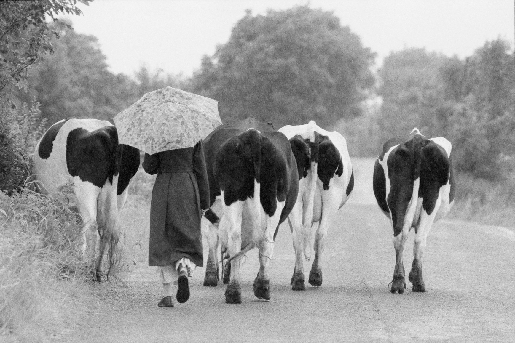 Paysanne et vaches au pas – Bocage virois