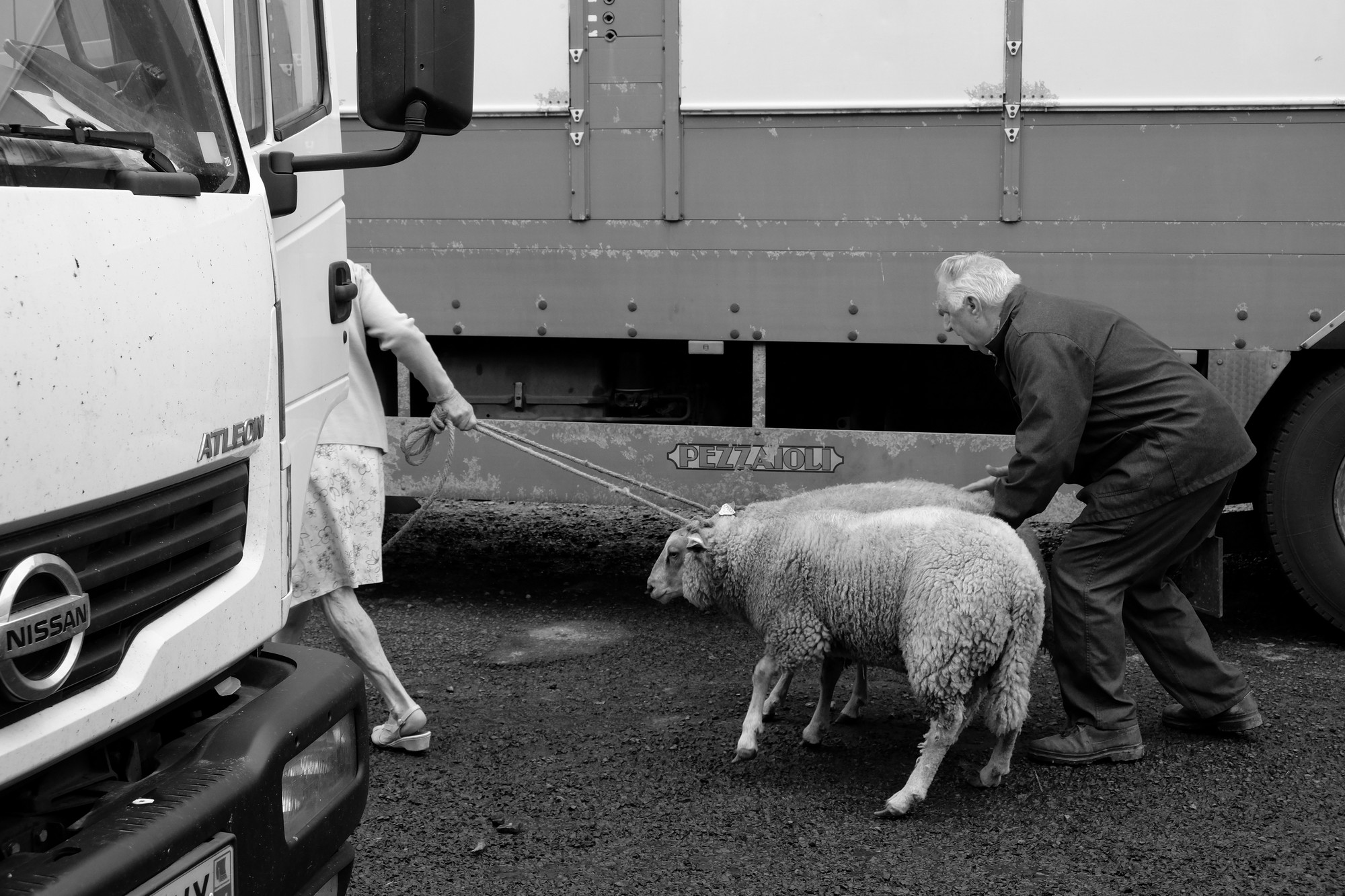 Foire aux moutons dans la Manche