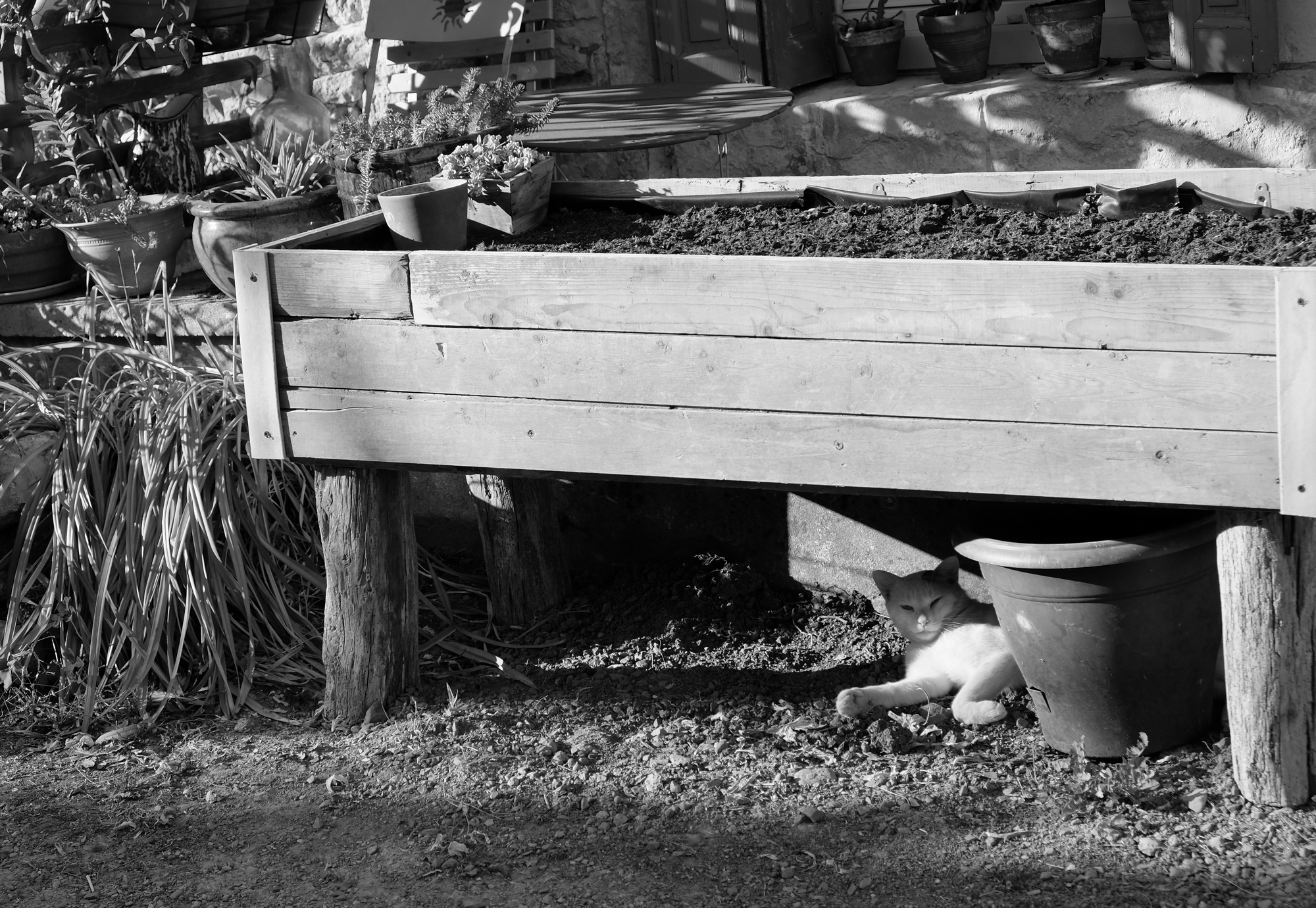 Chat se prélassant au soleil
