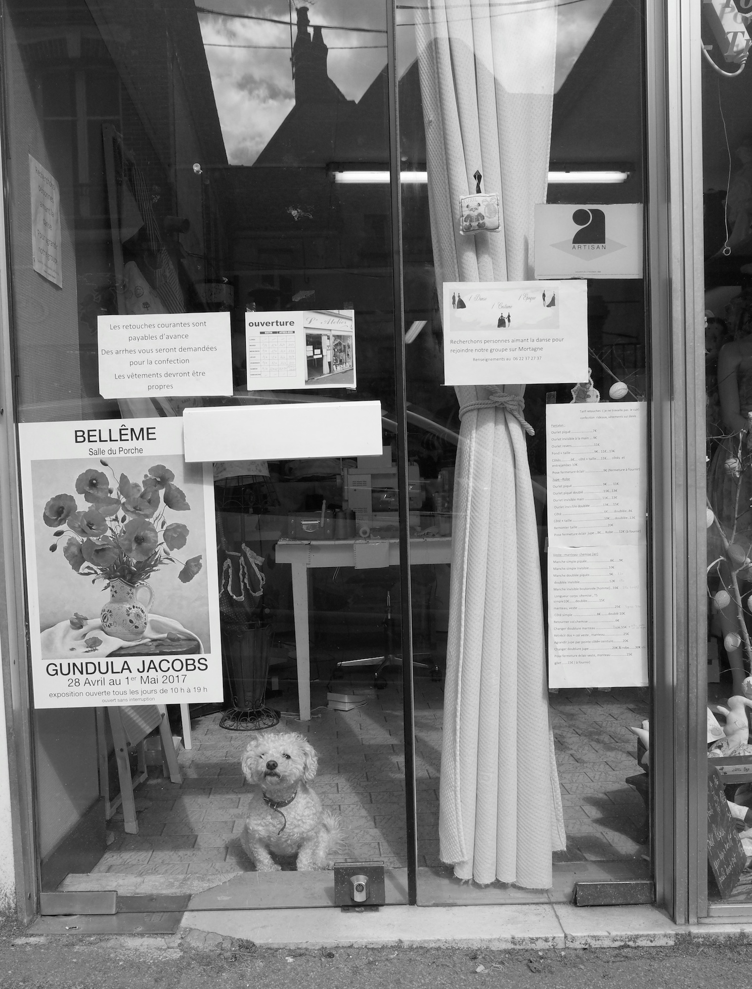 Chien blanc en vitrine