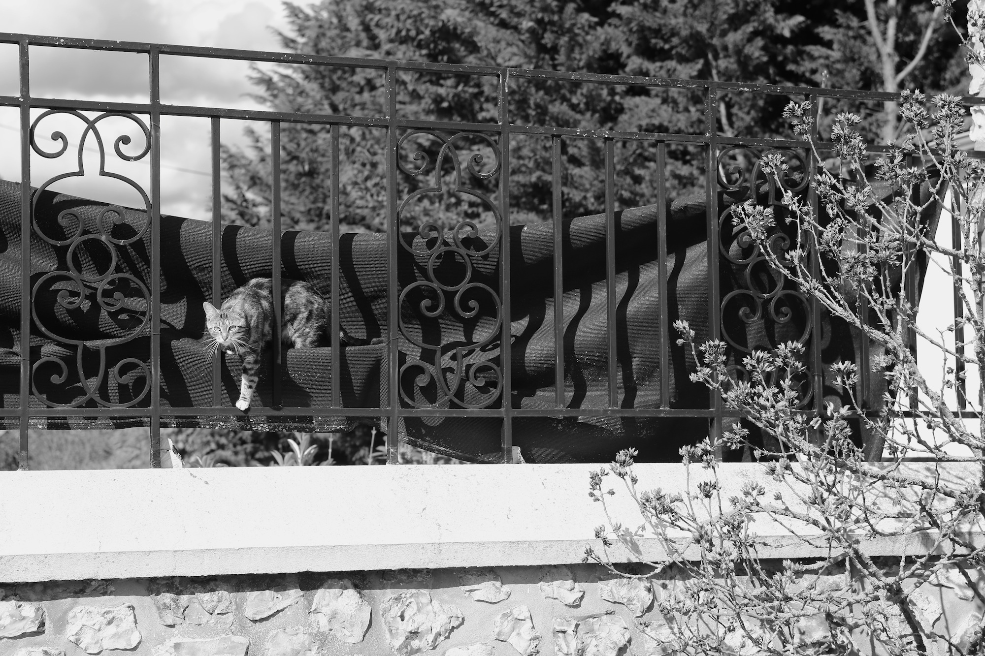 Un chat à Nonancourt