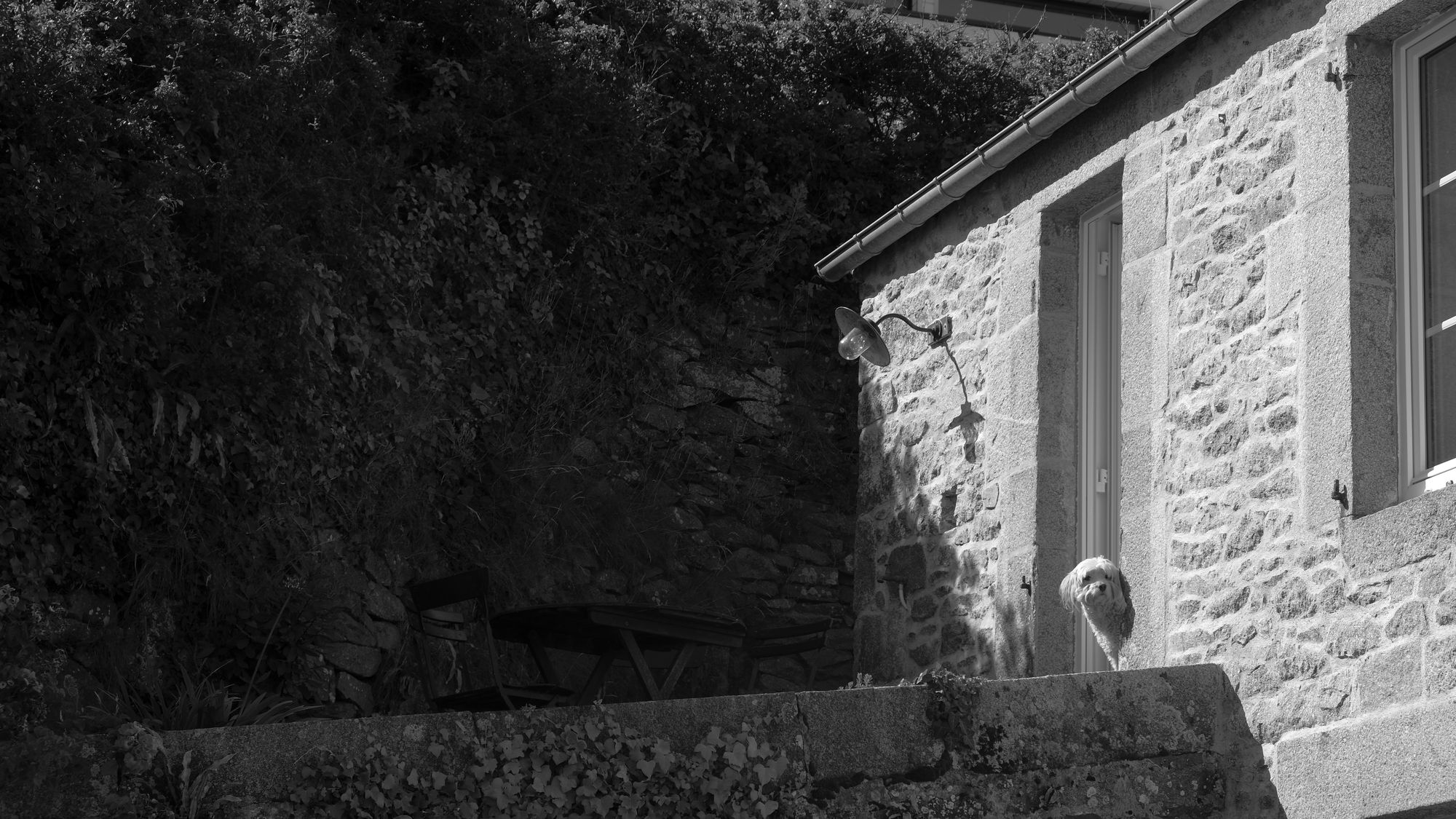 Chien à Diélette