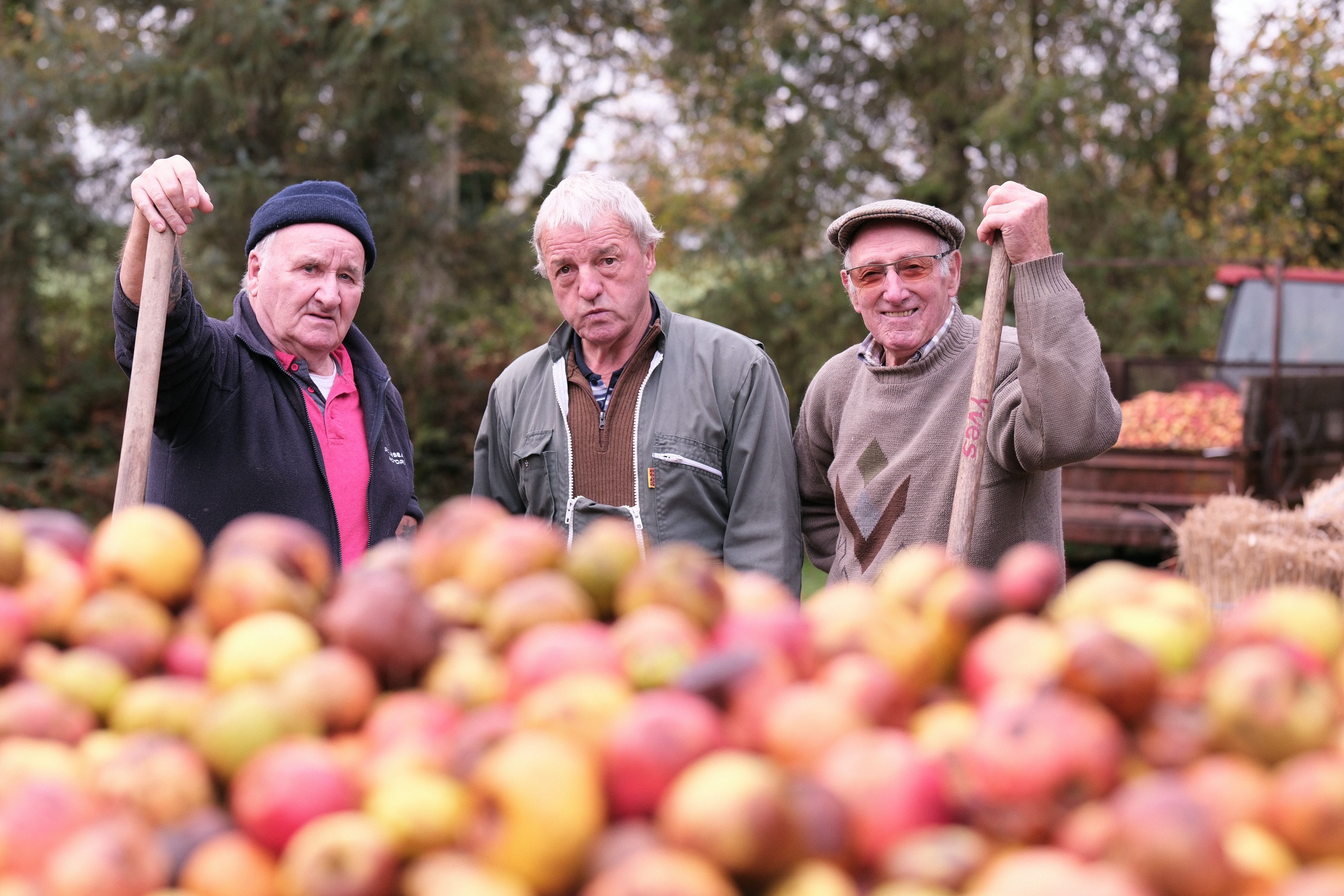 Pilaison de pommes à l&rsquo;ancienne sur les bords de la Vire