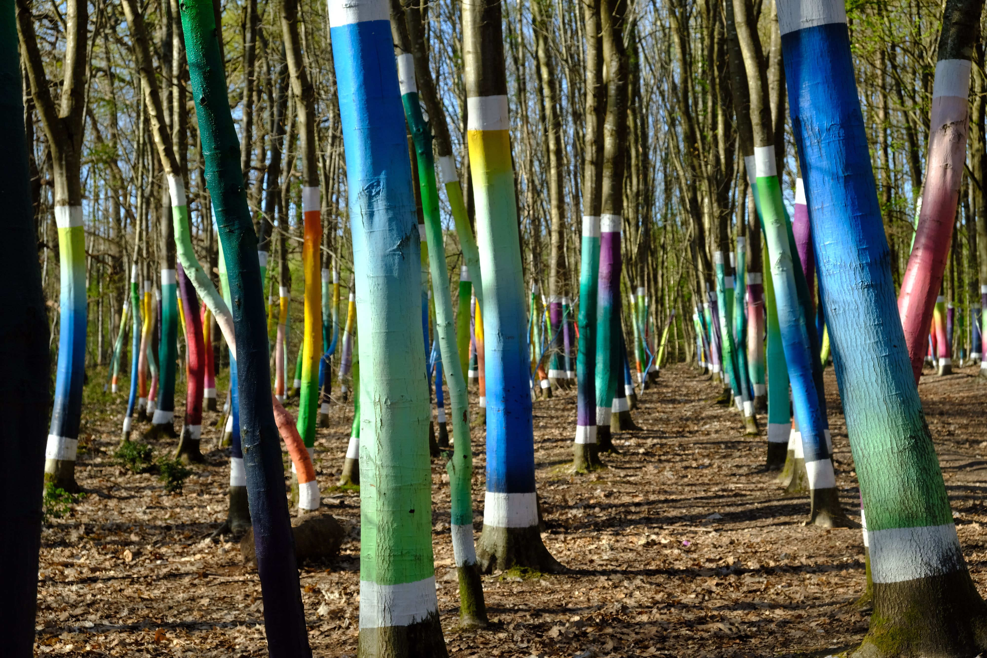 En Normandie, une forêt haute en couleurs !